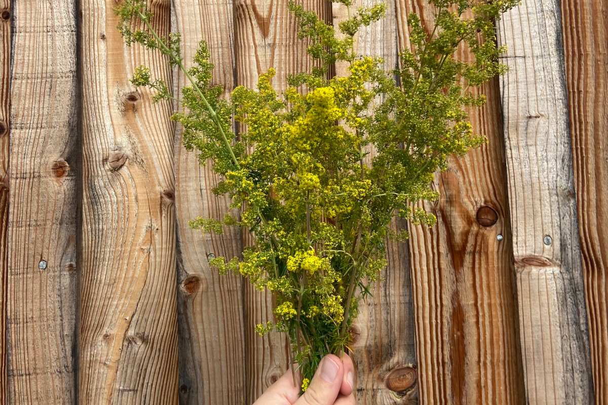 Natural Plant Dyeing - Lady's Bedstraw