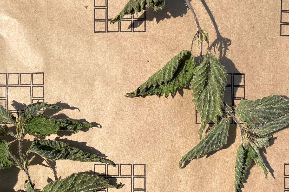 Natural Plant Dyeing - Nettles
