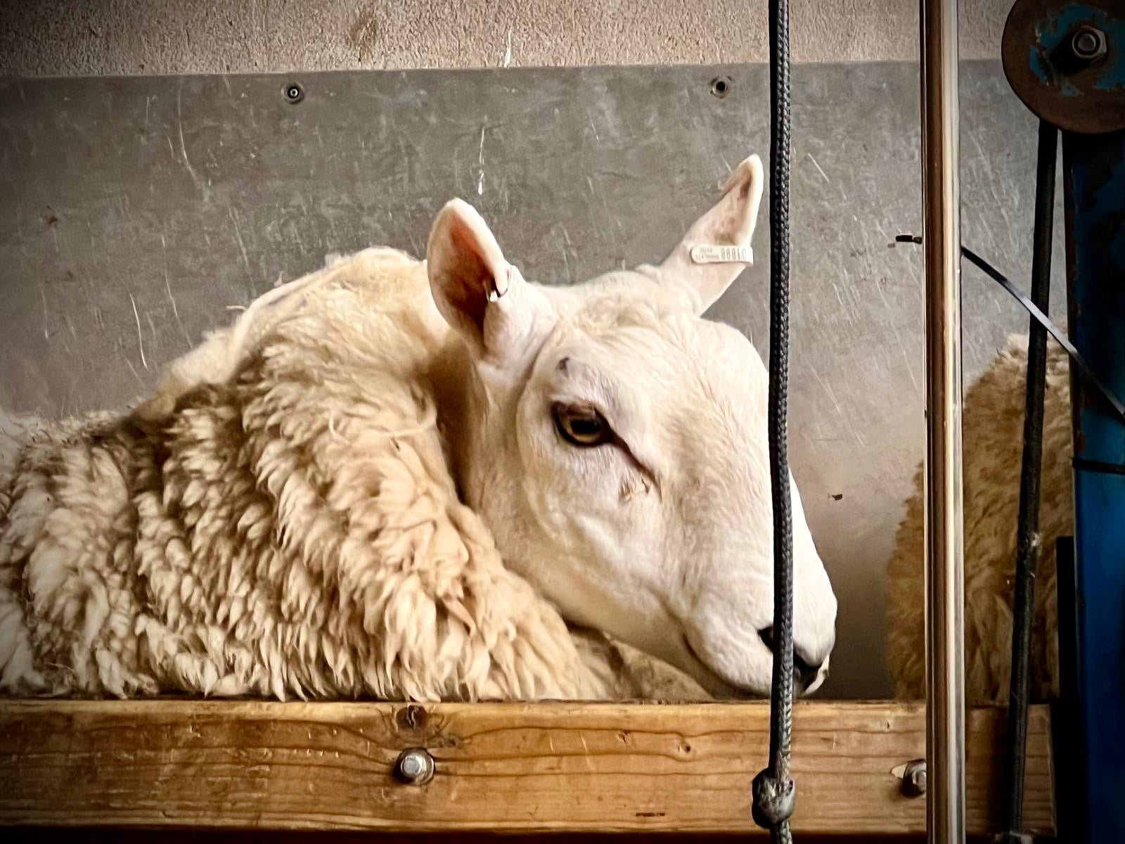 North Country Cheviot Yarn